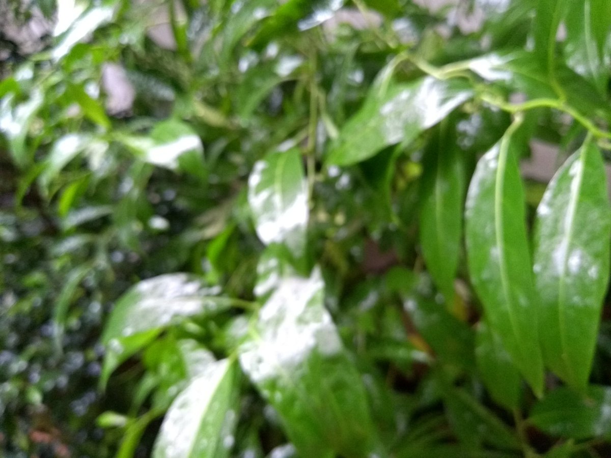 silverlightgal's tweet photo. #Raindrenched https://t.co/0JAsU2nXT5