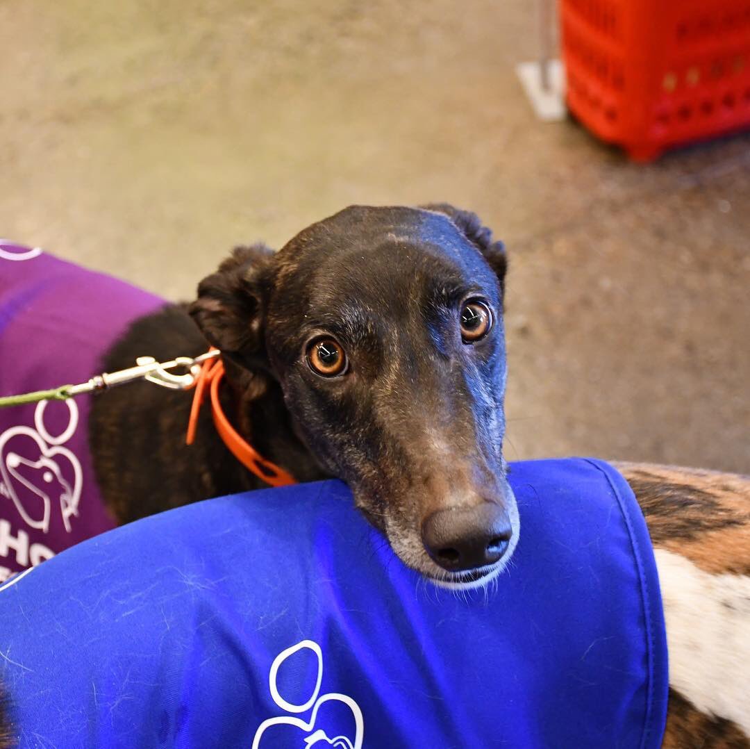 The HUG team is thrilled that #greyhound adoption applications have quadrupled in the past 6 weeks! However donations haven’t kept up and it costs approx €350 per dog for care &amp; preparation before adoption. Please donate if you can and share paypal.com/donate/?token=…