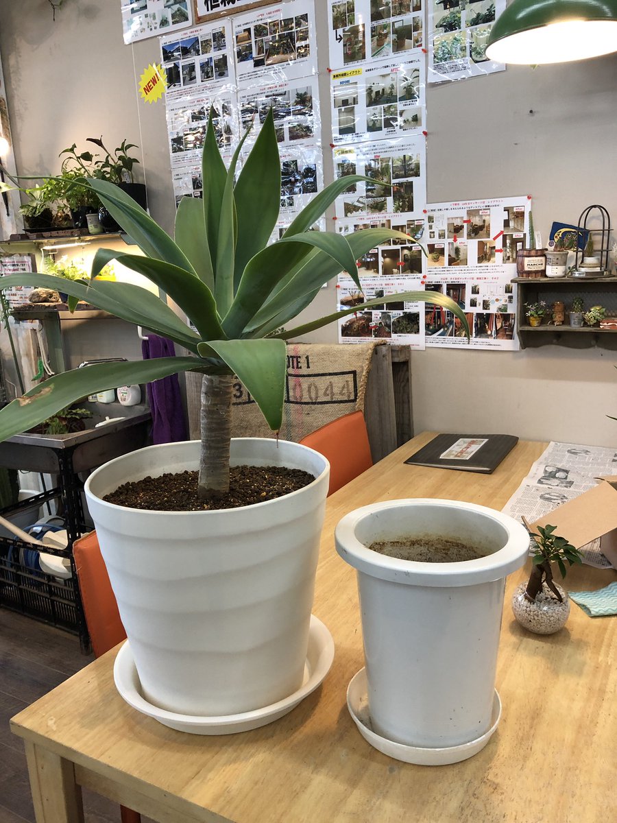 ファニープランツ 植え替えして 快適になりました アテナータは土が結構良くないことが多いので 植え替えはしておいた方が良いですね ヤスデもいたので薬で撃退です Funnyplants 小山市 観葉植物専門店 植え替え アガベアテナータ T