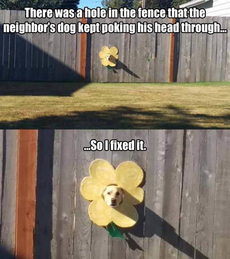 PetCare247's tweet photo. Fixed it! #funnydogs #petlife https://t.co/EiwTTrEqEu