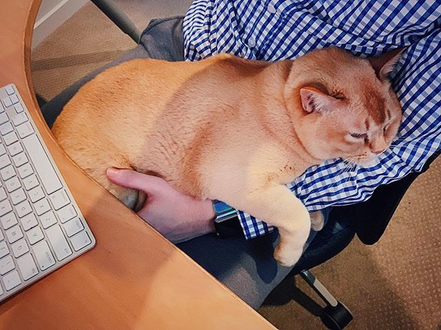 zzaps_cat's tweet photo. https://t.co/bQGaU46o07 https://t.co/o7FP1EAtdK