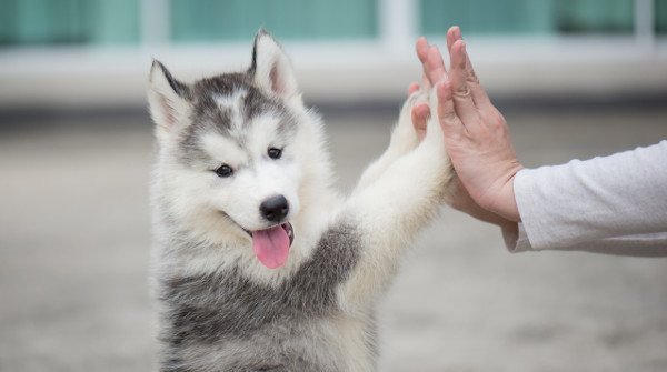 You just can’t beat a holiday with your dogs... ❤️

ow.ly/kIrZ30pffMX

Our dog-friendly cottages offer gorgeous accommodation in some of the UK’s finest spots, so you can enjoy an adventure with your four-legged best friend wherever you fancy 🐾