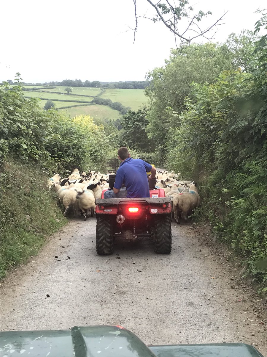 Next lot of lambs ready for @DunbiaGroup. Finished on rape and grass lays 🌱 #efficiency #grassfedsystrm #welshlamb #sheep365 #WeAreWelshFarming