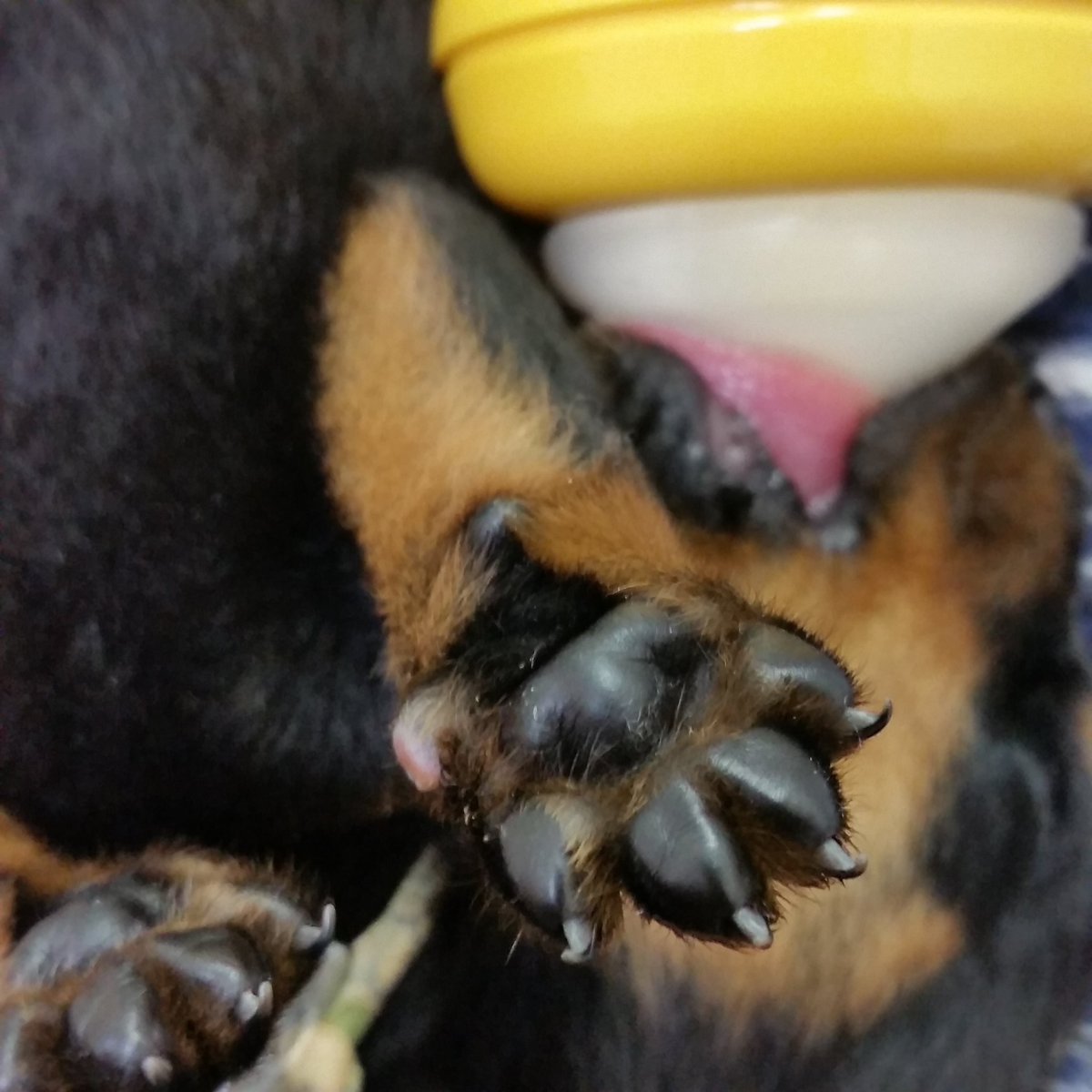 HOWLINGDOG5's tweet photo. 赤ちゃんロットの肉球

#子犬
#激カワ
#可愛いと思ったらRT
#アニマル
#肉球 https://t.co/6B5HAHmcPv