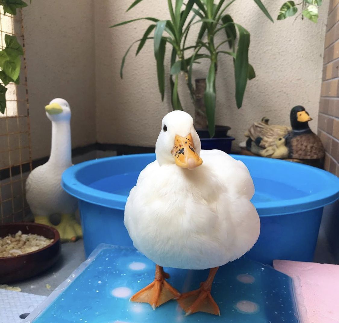 Duck Of The Day tweet media