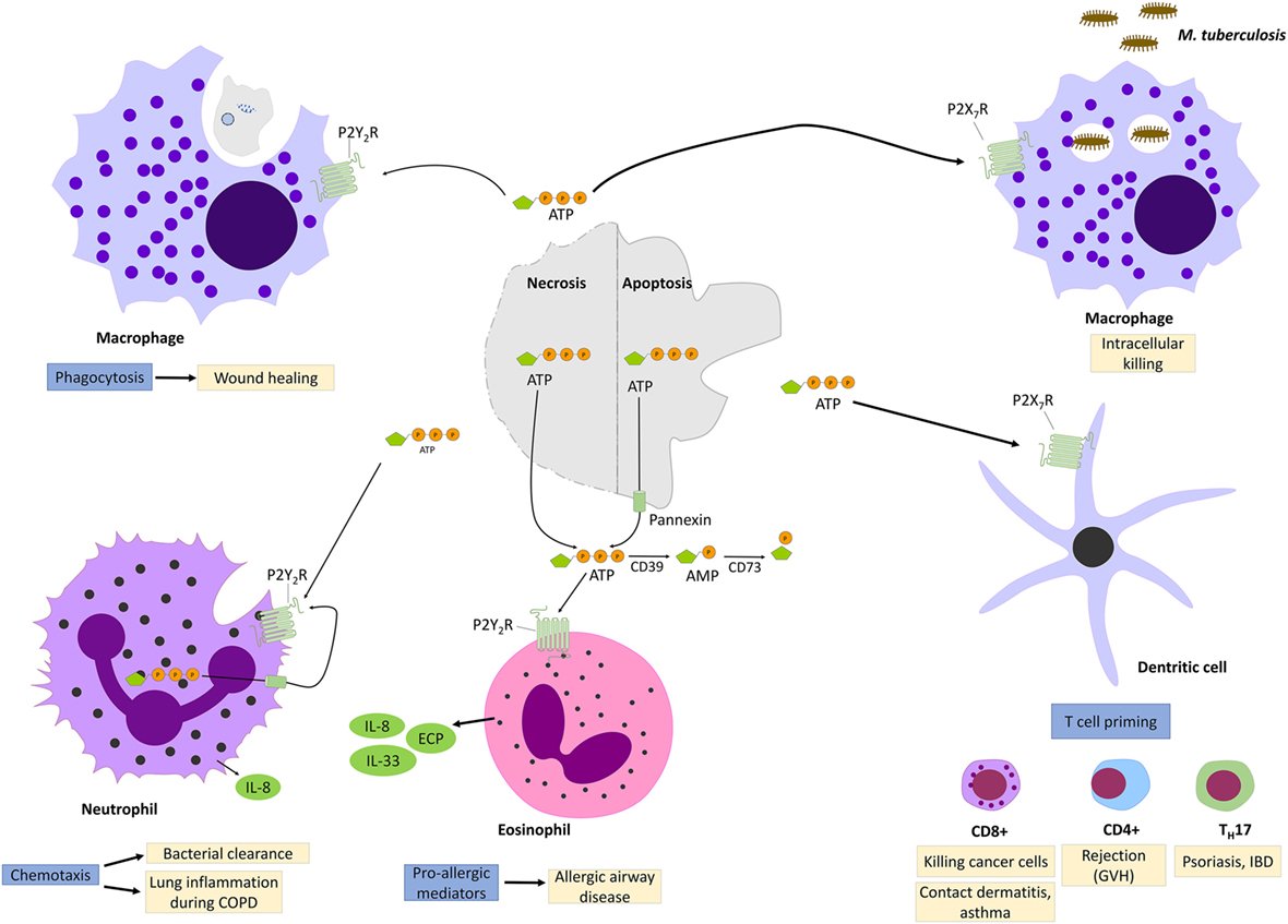 view fmri from nuclear spins to brain