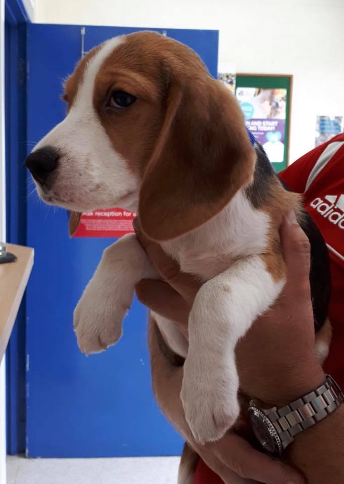 CVSGroupPlc's tweet photo. This is Suni who came in for her 1st vaccinations @BarryVets in #Boverton and signed up to be a member of our @healthypetclub too #thisisCVS #DogsofTwitter https://t.co/cjKgsV81zP