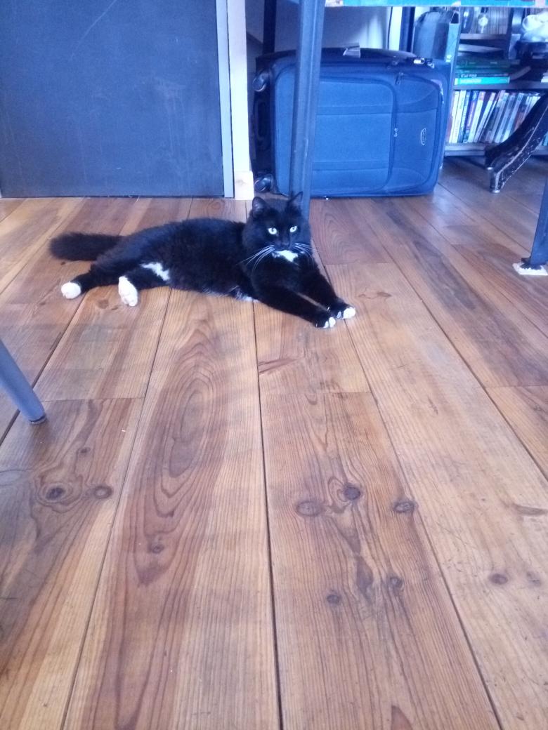 kagoura13's tweet photo. Arriver hier a marseille pour debuter mes vaccance j'ai laissé mon chat chez mes grand parent 😭et là dans la maison qu'on loue avec ma famille on a elle 😍😍😍 #vaccance https://t.co/edvKvjUEb2