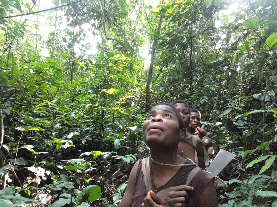 Mbendjele BaYaka woman inspecting a tree during a foraging trip with other women in the tropical rainforest of the Republic of Congo. © Karline Janmaat