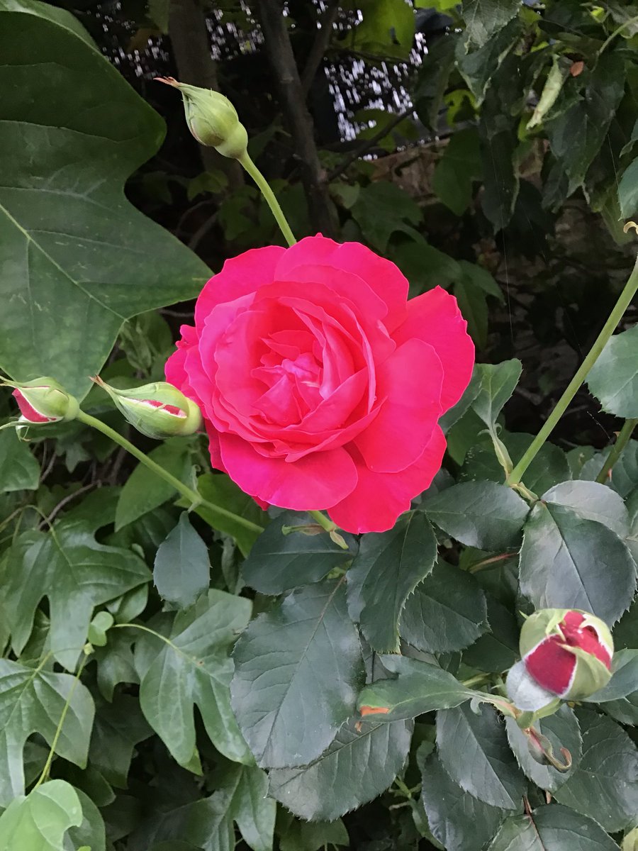 MichelleGrant's tweet photo. Classic rose. #OptimisticEd #Teacher5aday @Briancrosby163 https://t.co/hjoyo9o783