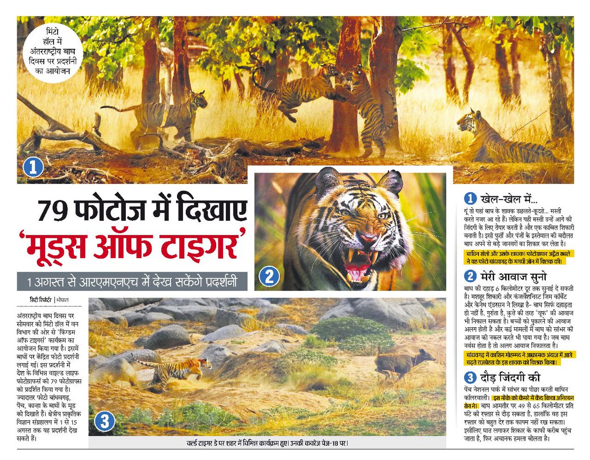 phantomlegacy's tweet photo. Gentleman of the Jungle. A clean killer, but never kills wantonly. #TIGER #TigerCensus #CorbettNationalPark #bandhavgarh #pench #kennethanderson https://t.co/n4XAC6ibdP
