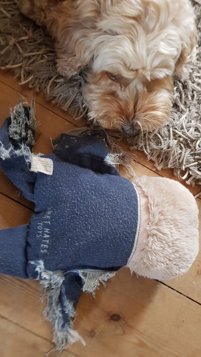 homemademan's tweet photo. My mild mannered #cockapoo has been tearing strips off (warning: the surprisingly durable) #BorisJohnson  since Christmas. Time for #JeremyCorbyn and the UK to do the same! #BorisOut #BorisBritain https://t.co/sNaPFF02kR