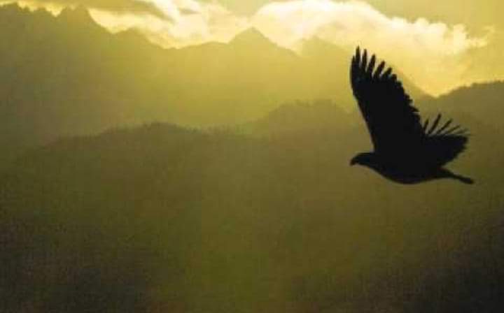 DeiPoeti's tweet photo. Ho sempre pensato alla poesia come al volo di un' aquila, come al ruggito di un leone, come a qualcosa di libero e selvaggio che divampa nel cuore

Milan Rakić https://t.co/tm3SyAJkhw
