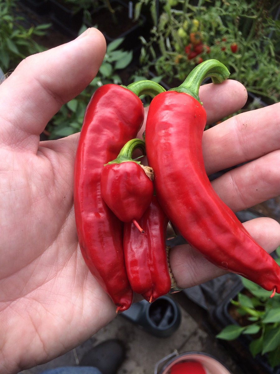 Chilli time #gardening #harvest #grownfromseed