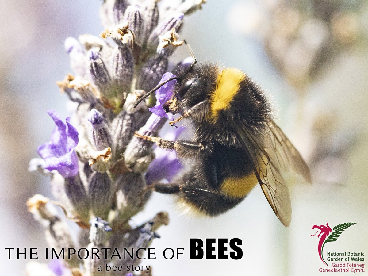 ImportanceBees tweet picture