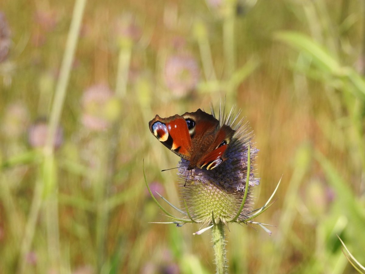 Alwyn_Craven's tweet photo. The Peacock butterflies are loving the abundance of Teasels in the Forest of Flowers.  @BC_Yorkshire @YorksWildlife https://t.co/w1qOs45TYm