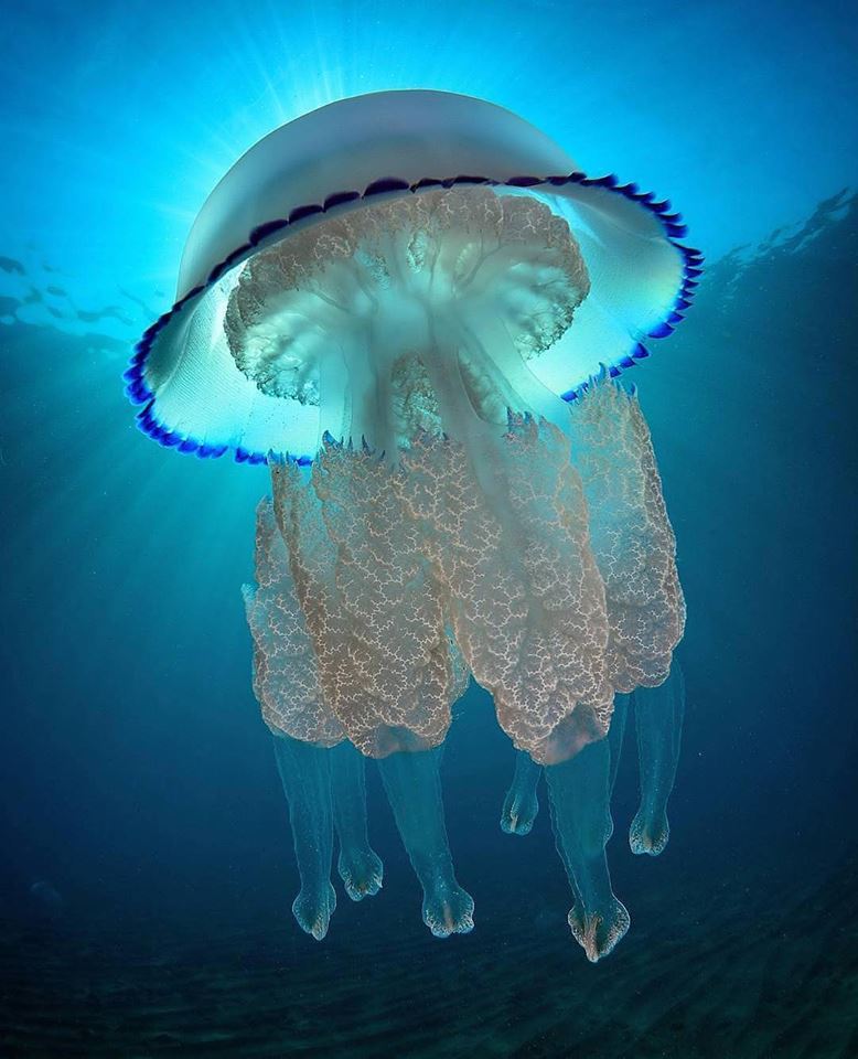 EarthsBeauty2's tweet photo. I didn’t realize jellyfish could be so beautiful! 💦 https://t.co/L5ntqGdpm4