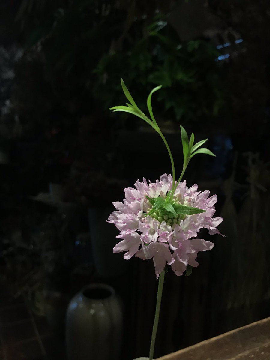 ピンクの可愛いスカビオサ🎶

その中の一つに

こんなんが〜😲

ハナゲじゃないけど、、笑

花から葉っぱ〜🍀
.
#花から葉っぱ#スカビオサ#マツムシソウ#fleurirフルリールの店内より