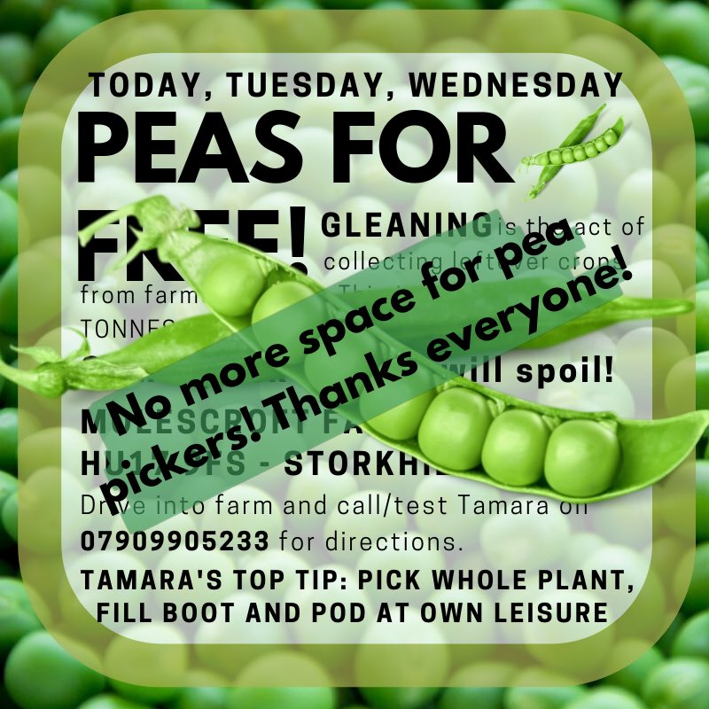 MutualHull's tweet photo. What an amazing response!  No more space for pea pickers! The farm are overwhelmed with cars of people. Thanks everyone https://t.co/nsapeejpXl