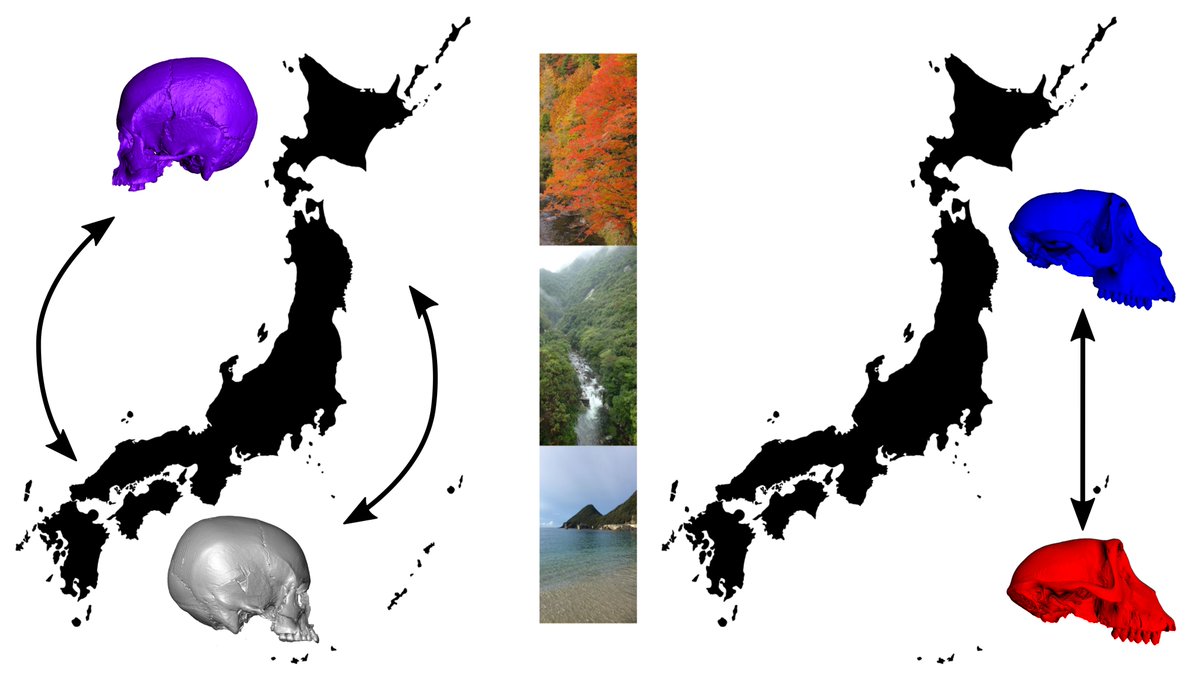 UCamArchaeology's tweet photo. PUBLISHED: Evidence of different climatic adaptation strategies in humans and non-human primates - Laura Buck et al #openaccess in @SciReports 🐒💀🗾

Summary ➡️https://t.co/AwhKT7gR7D
Full article ➡️ https://t.co/1hHLN39IHe 

#macaque #jomon #adaptation https://t.co/9BZOMIMbd9
