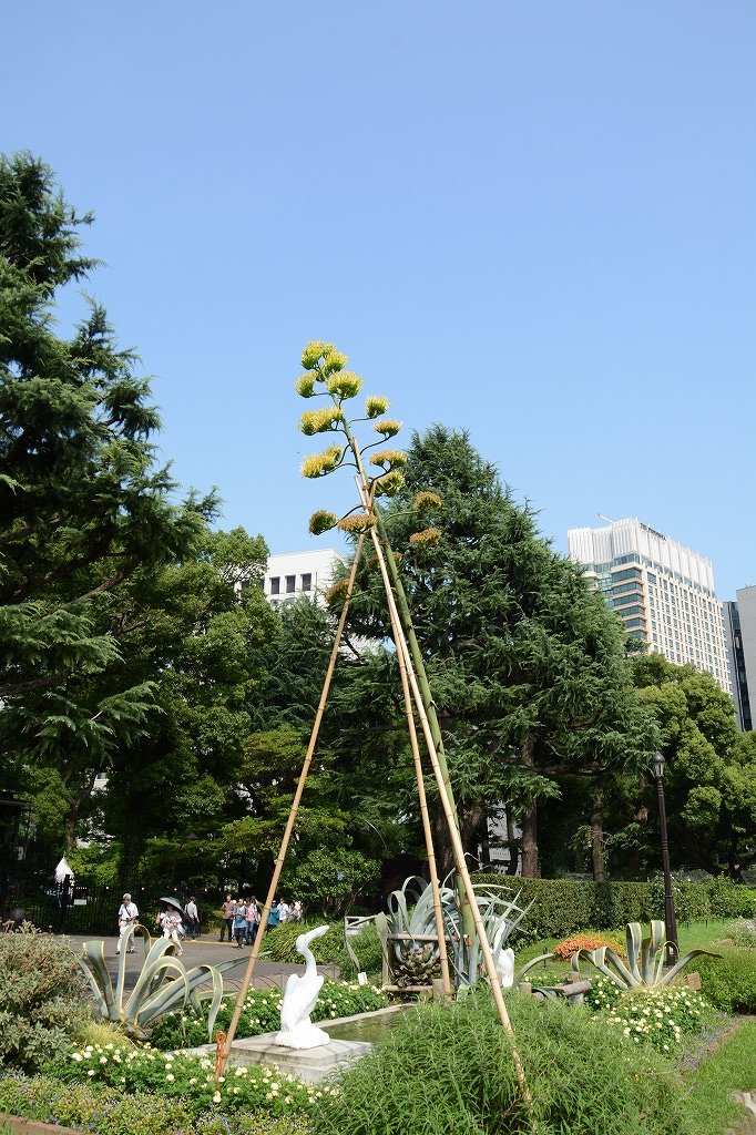 アオノリュウゼツラン