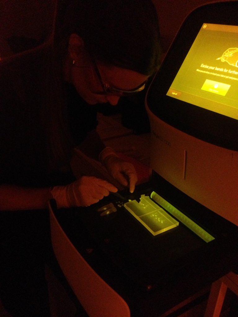 sistonheat's tweet photo. Precision exicion of PCR products! #aboakademi #midorigreen #iBright @Annaserafia https://t.co/MjQZFp2TUv
