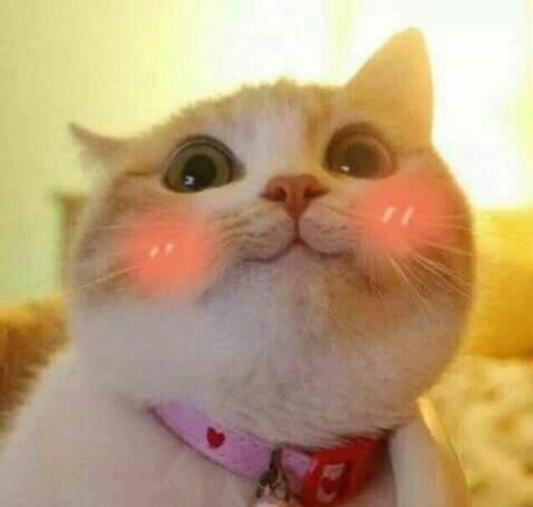 Meow 🐱 tweet media