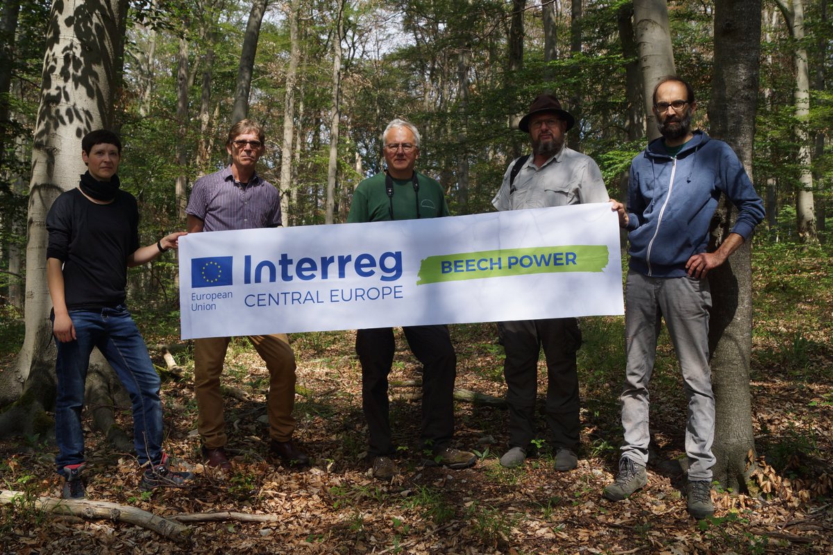 BEECHPOWER's tweet photo. A BEECH POWER delegation visited a series of forest sites to investigate and discuss the effects of heat and drought, and met with the Hainich National Park Director.
#beechpower #cooperationiscentral
https://t.co/PzB67J2LUe https://t.co/WUlvx3jeJv