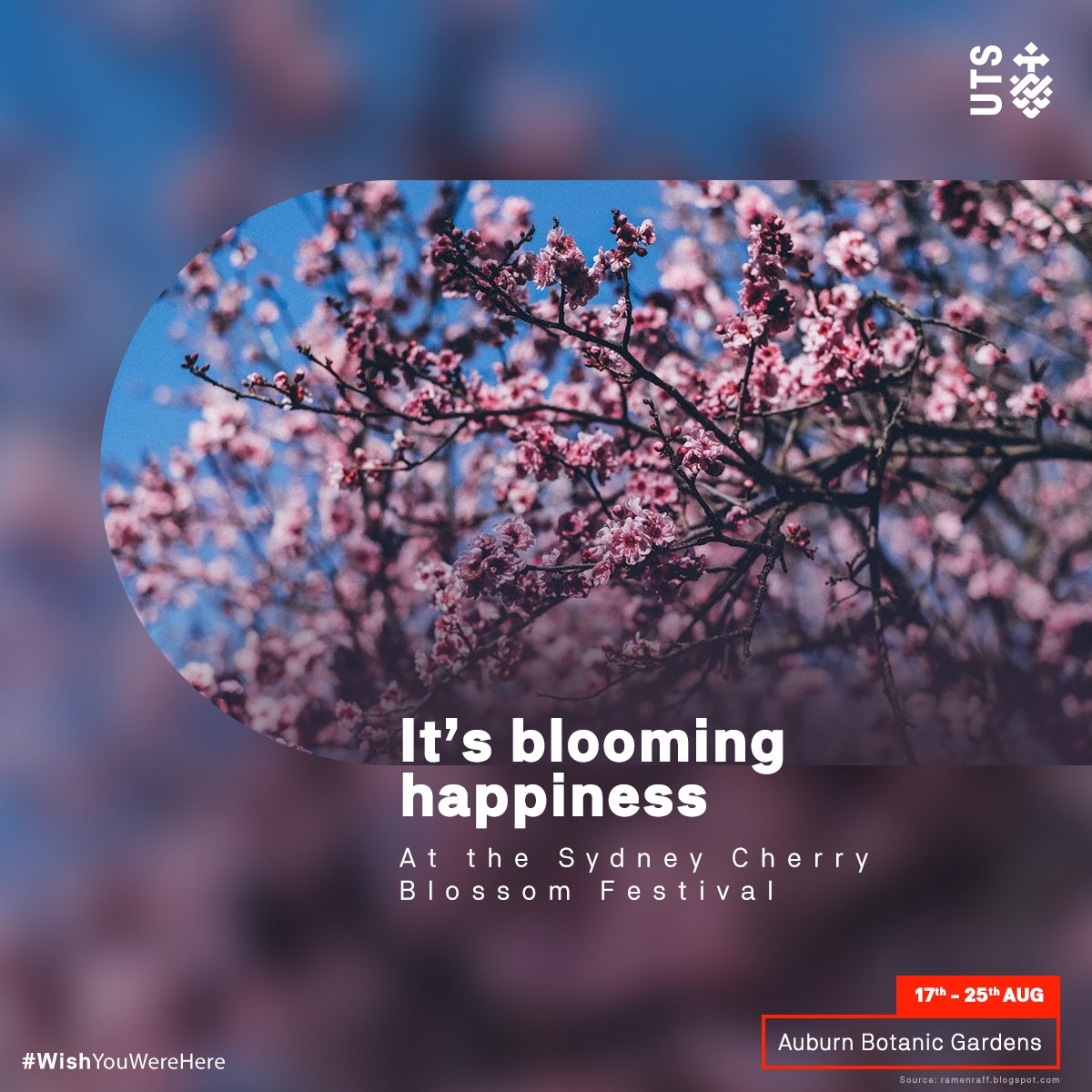 UTSINSEARCH_IN's tweet photo. This 9-day festival is here to celebrate the start of cherry blossom season, bringing you food, flowers, and togetherness. Enjoy every bit of it when you are in Sydney.

#WishYouWereHere #FindTheSpark #UTS #UTSInsearch  #ThingsToDoInSydney #Sydney #Cherry #CherryBlossom https://t.co/WUfRXLjkmq