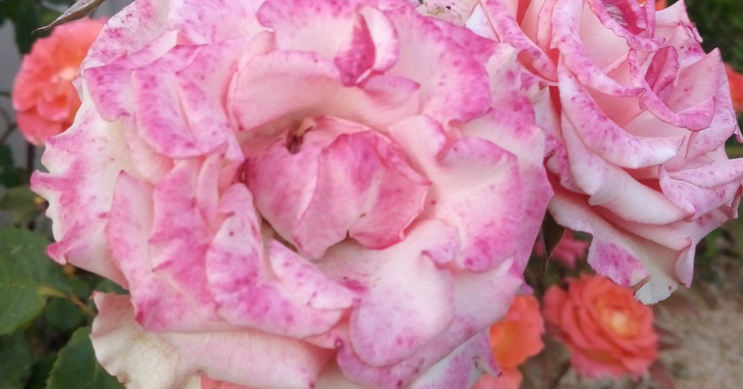 Aleks_Paris's tweet image. Quelqu'un pour m'accompagner demain au Café du Croissant pour rendre hommage au grand Jean Jaurès ?

#PayRespect #Socialism