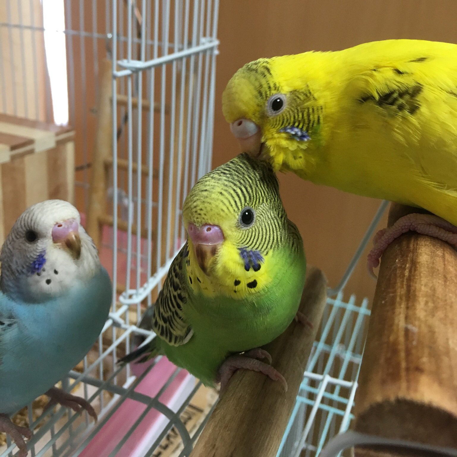 たかさごや インコ専用 里親募集は休止中 Ensatooya Twitter