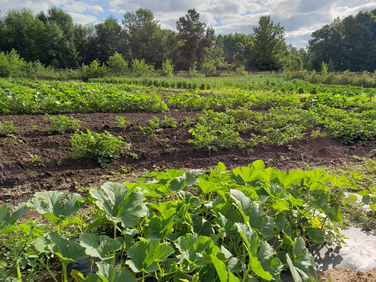 OsthoffResort's tweet image. Goodness from the ground up in the #OsthoffGardens. 🌱 In a few weeks, we'll be doing our first harvest to supply to our dining outlets. #seedtotable