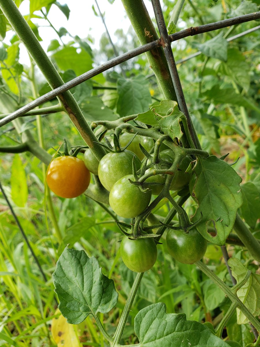 OsthoffResort's tweet image. Goodness from the ground up in the #OsthoffGardens. 🌱 In a few weeks, we'll be doing our first harvest to supply to our dining outlets. #seedtotable