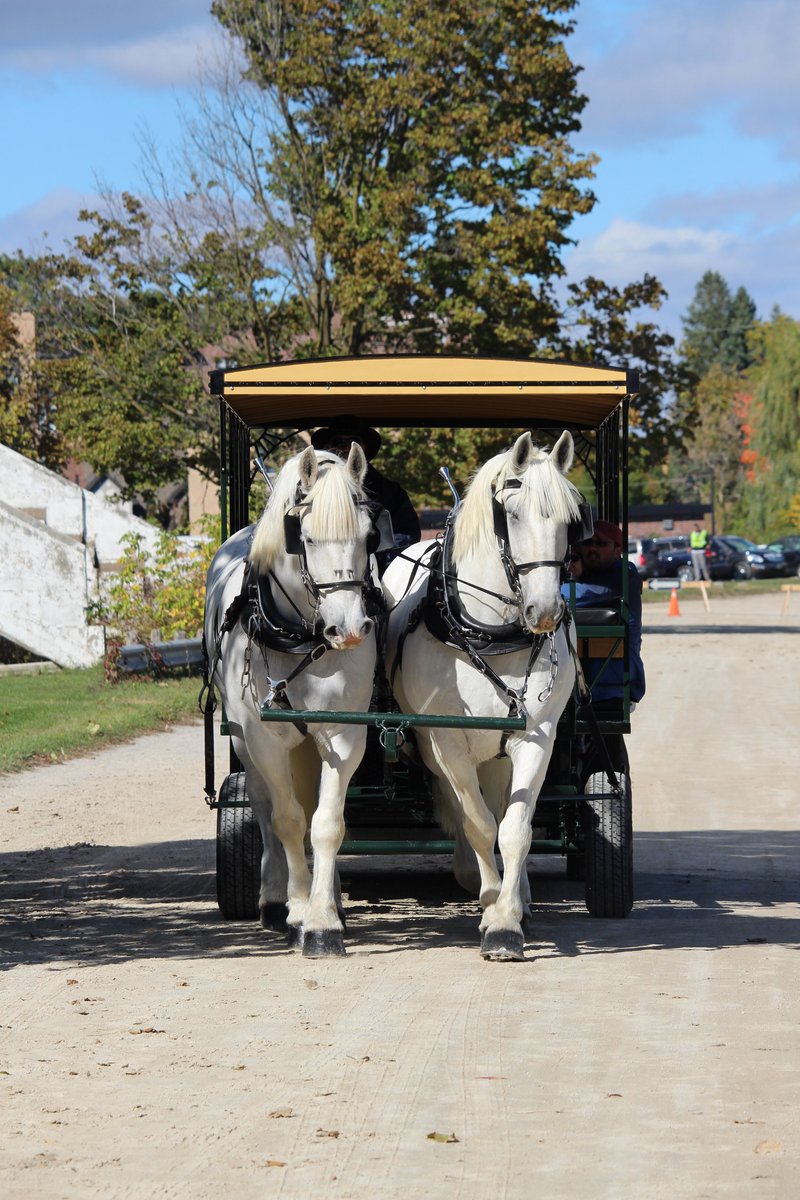 WoodbridgeFair's tweet photo. The Horse and Wagon Rides return to the #WoodbridgeFallFair this year, donβt miss out! Caledon Horse and Carriageβs horses will draw the wagon. https://t.co/5Up9lHe0ih
