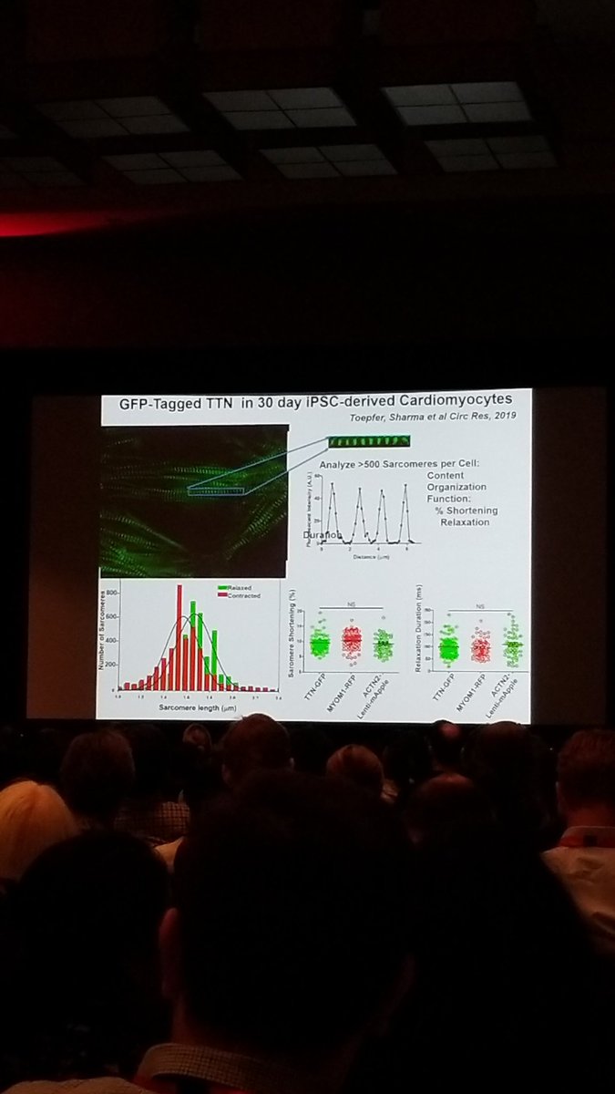GFP-tagged sarcomeres 😍 #BCVS19