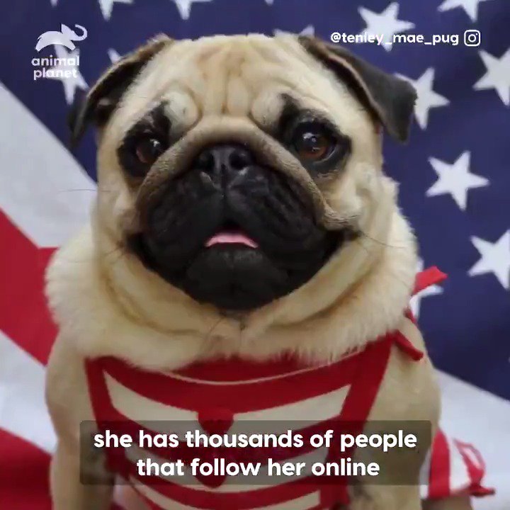 Animal Planet on Twitter: Animal Planet on Twitter: