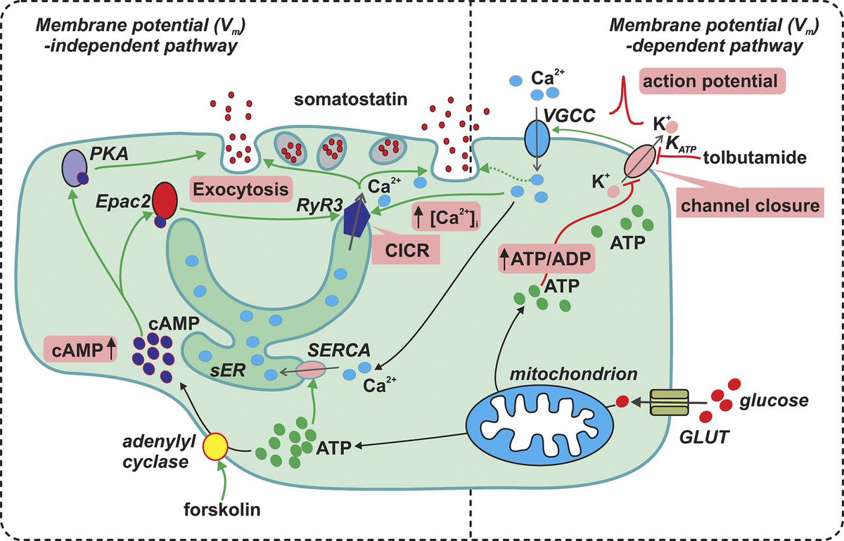 The regulation of somatostatin secretion from islet δ-cells remains obscure. Denwood et al. show that glucose stimulates somatostatin secretion through effects on both δ-cell electrical activity and cAMP-dependent intracellular Ca2+ release bit.ly/2YbIK1L