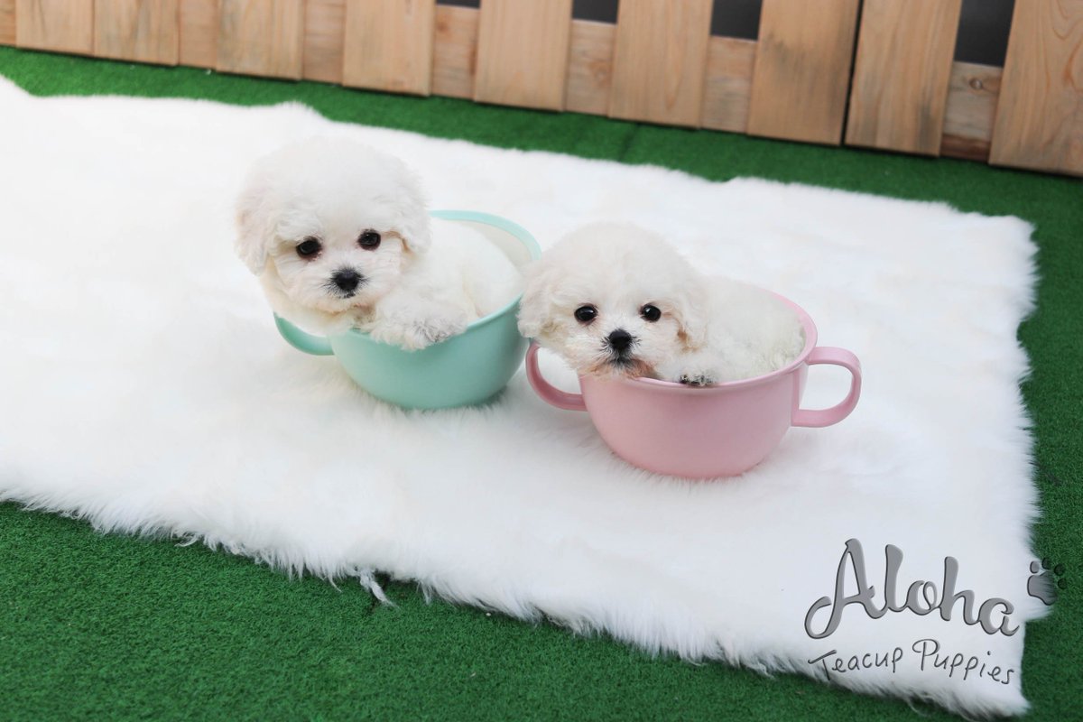 teacup bichon frise puppy
