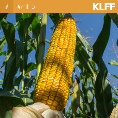 KleffmannBR's tweet photo. Próxima safra: produtores rurais investem na palhada para preparar o solo em MT. https://t.co/KBjPKoRNbK https://t.co/SKSR2BtPQz
