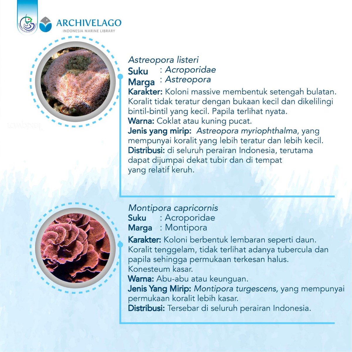 PERPUSKKP's tweet photo. #Archpedia,
Tahukah kalian, Terumbu karang merupakan sekumpulan hewan karang yang bersimbiosis dengan sejenis tumnulan algae yang disebut dengan Zooxanthella, yang kemudian berfotosistesis sehingga menghasilkan oksigen yang nantinya berguna untuk kehidupan karang. https://t.co/R588zrgV20