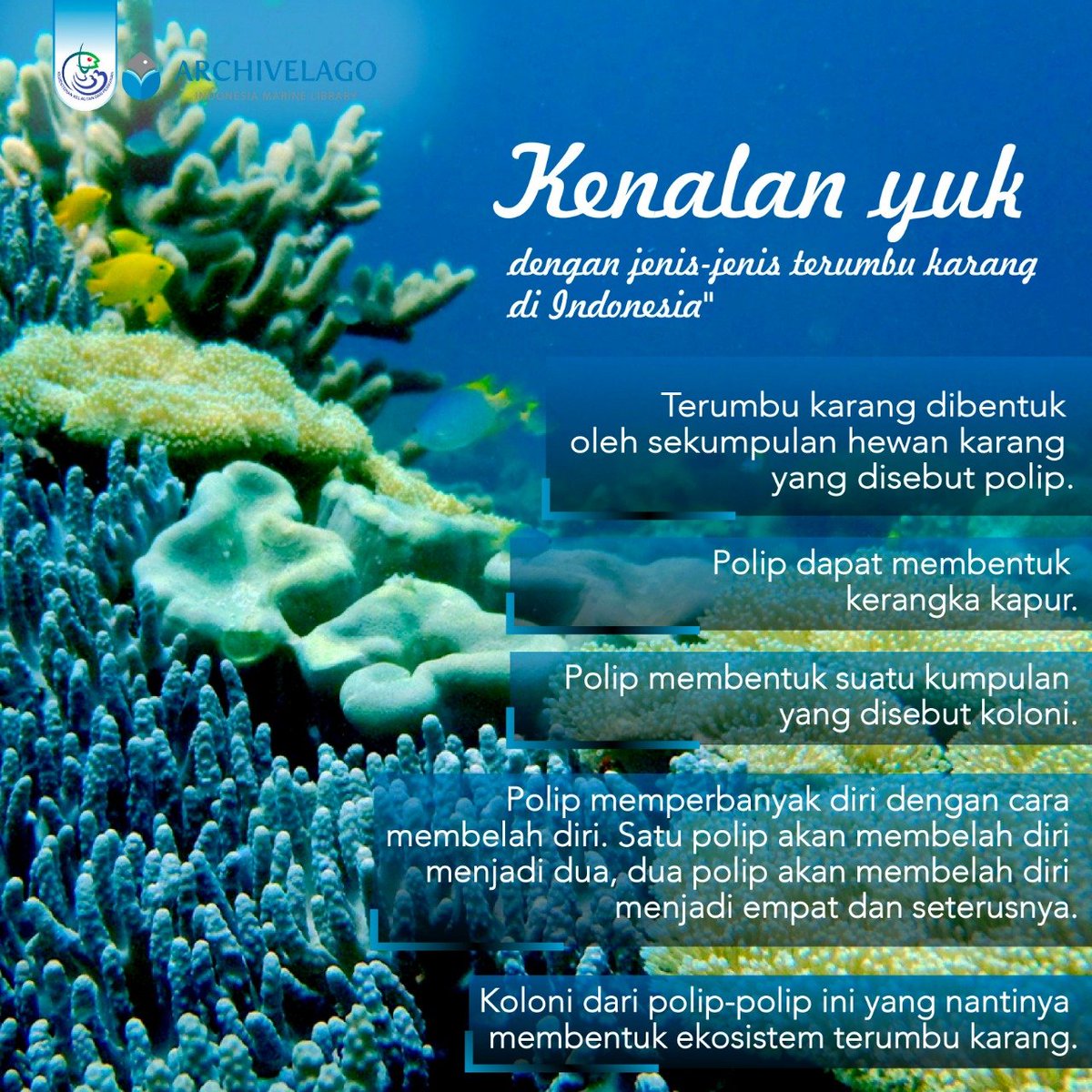 PERPUSKKP's tweet photo. #Archpedia,
Tahukah kalian, Terumbu karang merupakan sekumpulan hewan karang yang bersimbiosis dengan sejenis tumnulan algae yang disebut dengan Zooxanthella, yang kemudian berfotosistesis sehingga menghasilkan oksigen yang nantinya berguna untuk kehidupan karang. https://t.co/R588zrgV20