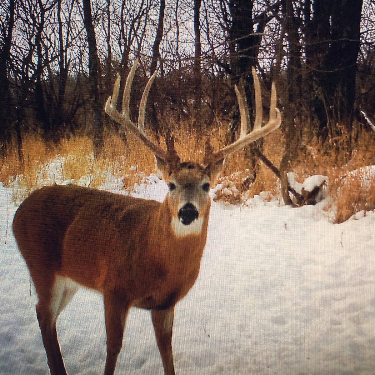 BEOUTDOORScom's tweet photo. Wide typical #TrailCamTuesday #maturebuck #typicalbuck #antler #antlers #whitetail #TrailCams #bigbucks #covertcameras @dlccovert https://t.co/uuiszx5wi1