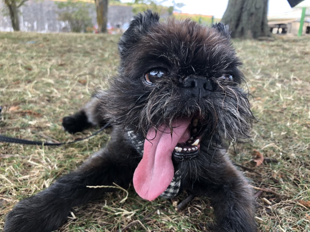 cengstroem's tweet photo. @snipeyhead Hot day for my furry friend https://t.co/pgbYykieEE