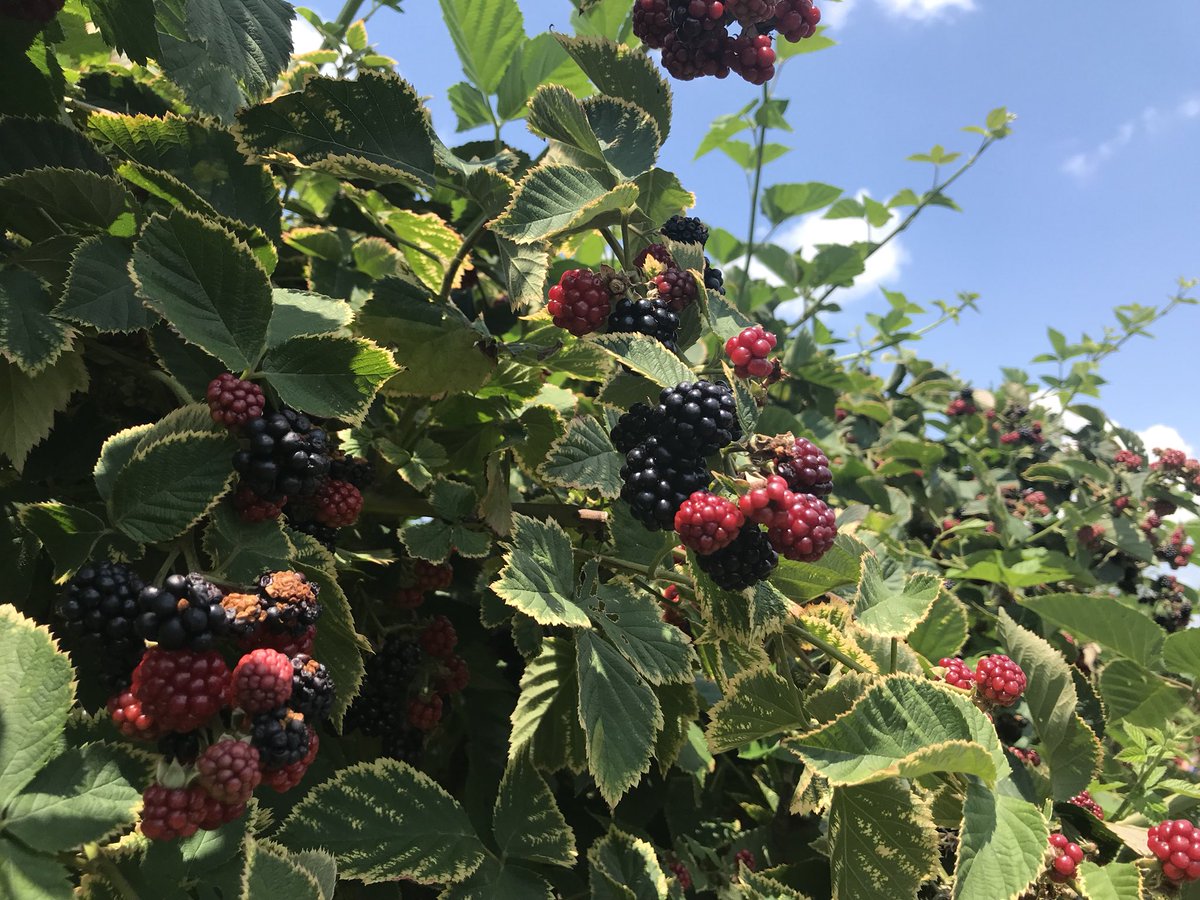 Andre Jones tweet media