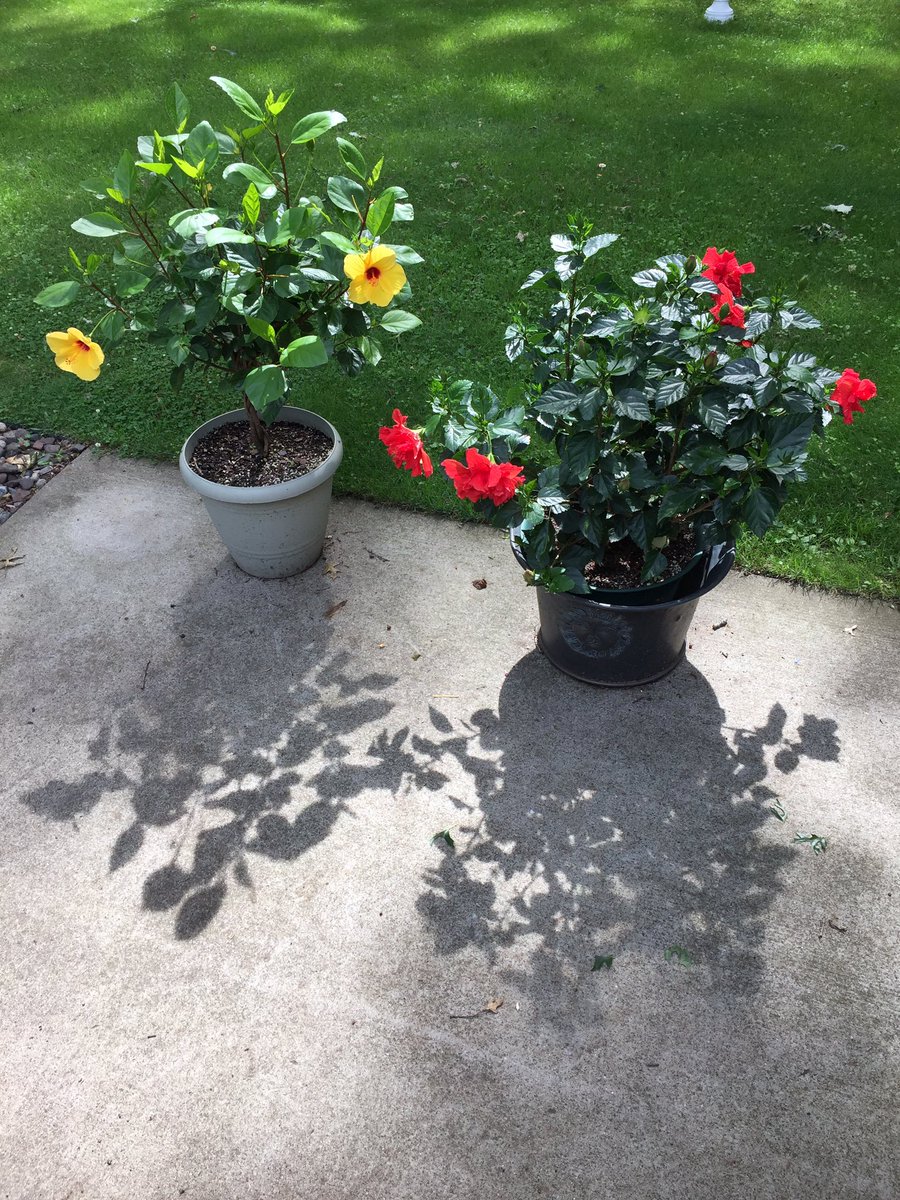 JeffreyJelinski's tweet image. What a beautiful morning it is. 51 degrees, sun shinning, plants in full bloom and YOUR @Morrison_County Board meets in a #PlanningMeeting @ 08:30 followed by a #BuildingCommittee meeting. #TheSunAlwaysShines in #MorrisonCounty. #StaySafe #KeepSmilin 😀🇺🇸