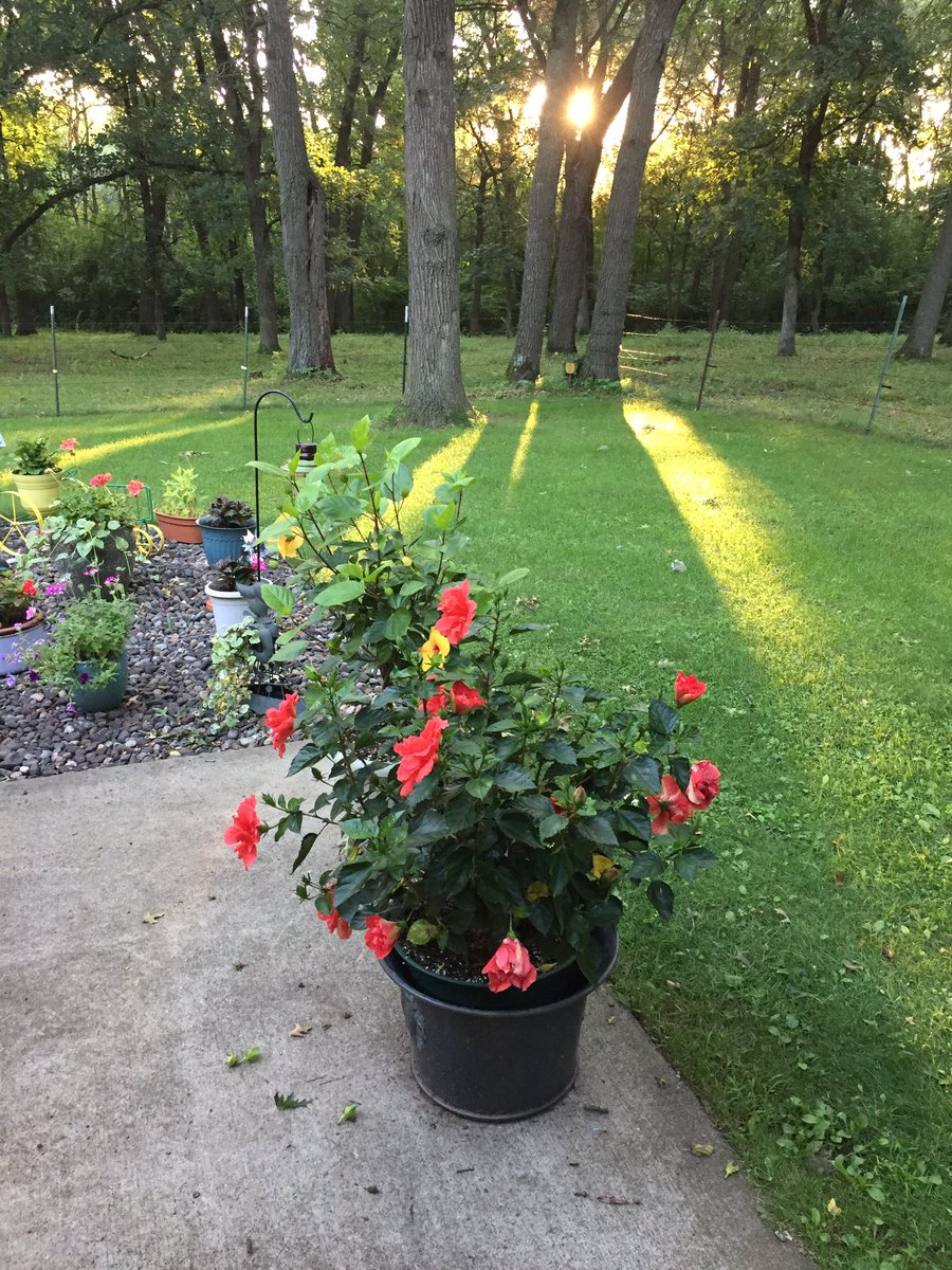 JeffreyJelinski's tweet image. What a beautiful morning it is. 51 degrees, sun shinning, plants in full bloom and YOUR @Morrison_County Board meets in a #PlanningMeeting @ 08:30 followed by a #BuildingCommittee meeting. #TheSunAlwaysShines in #MorrisonCounty. #StaySafe #KeepSmilin 😀🇺🇸