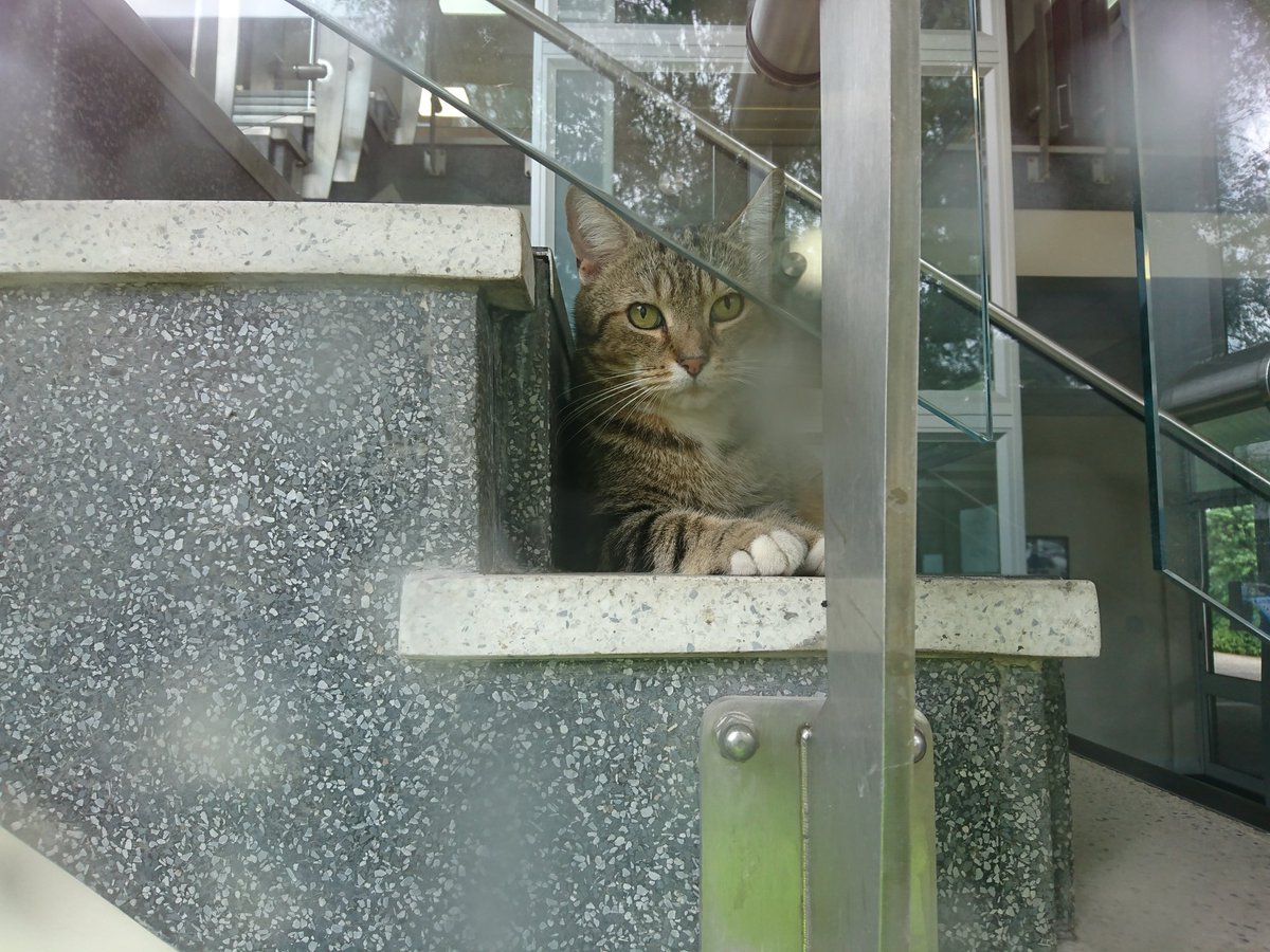 Longarmofthepaw's tweet image. I have been trying to avoid the rain today☔ So I will be doing short pawtrols🐾🐱 Hopefully I'll see some humanz to say hello to😻🐾💙 #Rainsback #Wellbeing #Wetnose #TabbyTuesday #Asyouwere #TabbyTroop