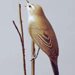 父が木工細工で作った鳥がすごすぎる!