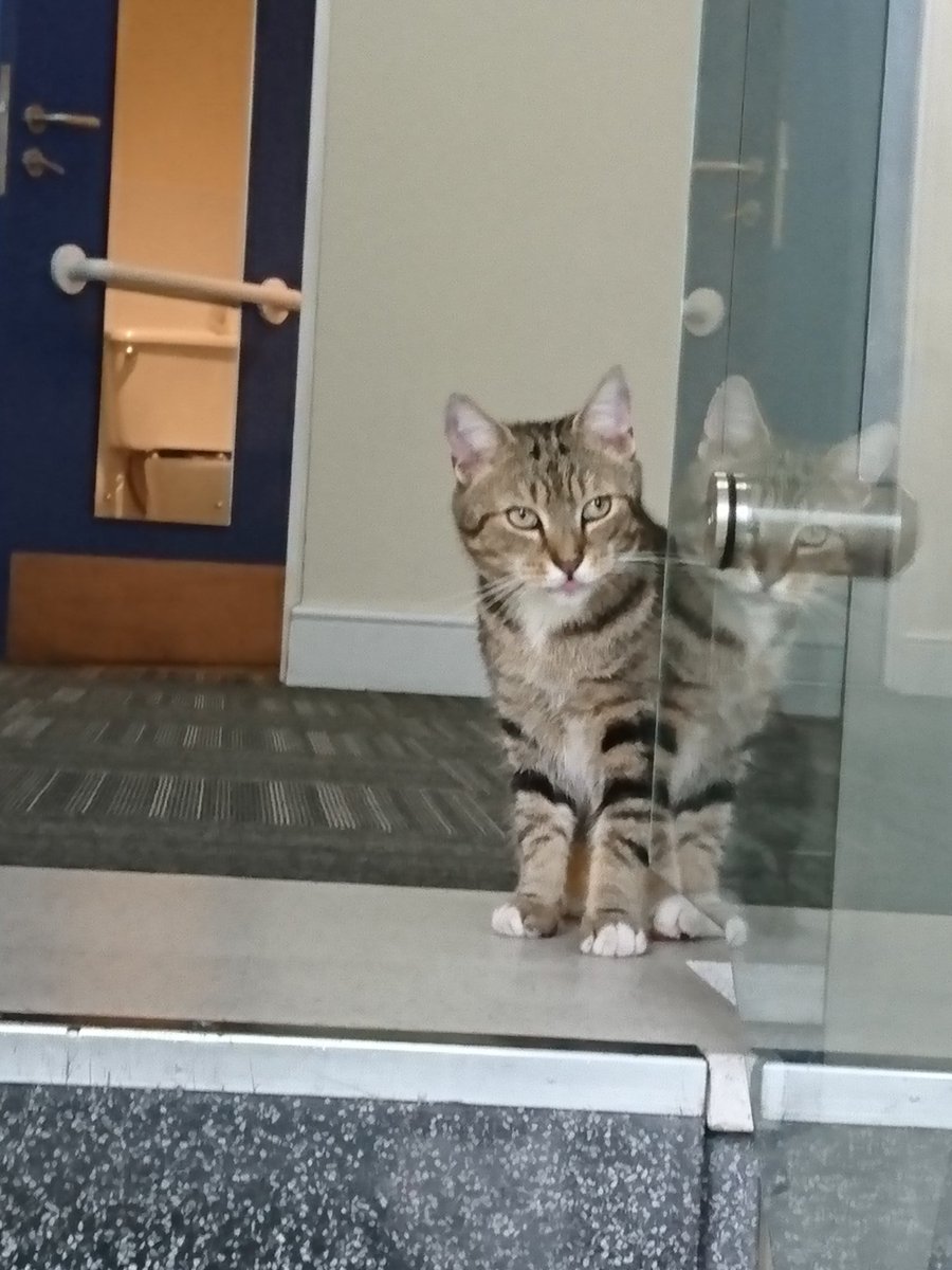 Longarmofthepaw's tweet image. I have been trying to avoid the rain today☔ So I will be doing short pawtrols🐾🐱 Hopefully I'll see some humanz to say hello to😻🐾💙 #Rainsback #Wellbeing #Wetnose #TabbyTuesday #Asyouwere #TabbyTroop