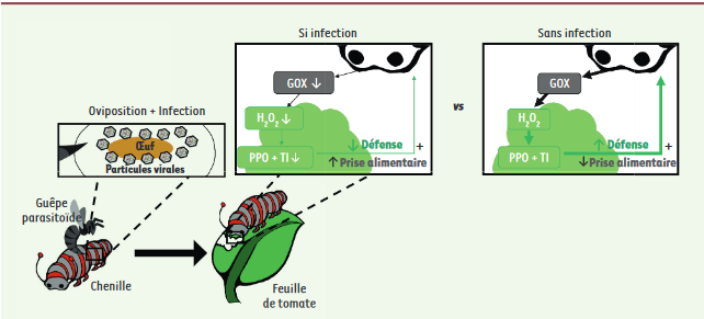 ms_MedSci's tweet photo. Dame #Nature aime les poupées russes ! 🍃
Ou comment un #virus infecte une guêpe qui l’injecte dans une chenille qui augmente sa consommation de feuilles ! Découvrez le dessous des cartes des étudiants à @ENSdeLyon 
https://t.co/Wr0hvSf2mt https://t.co/RpjLnCLA51